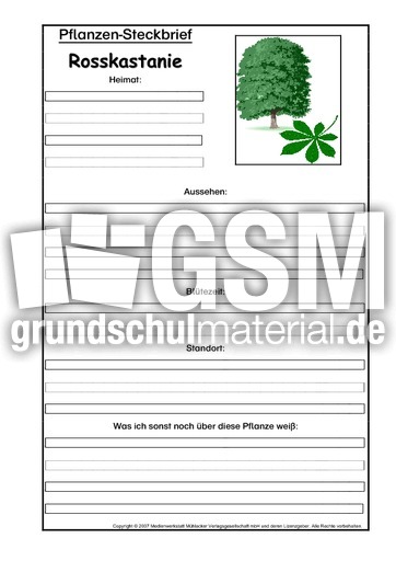 Pflanzensteckbrief-Rosskastanie.pdf
